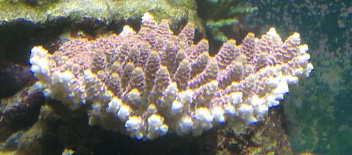 31-10-2018 rosa millipora.jpg