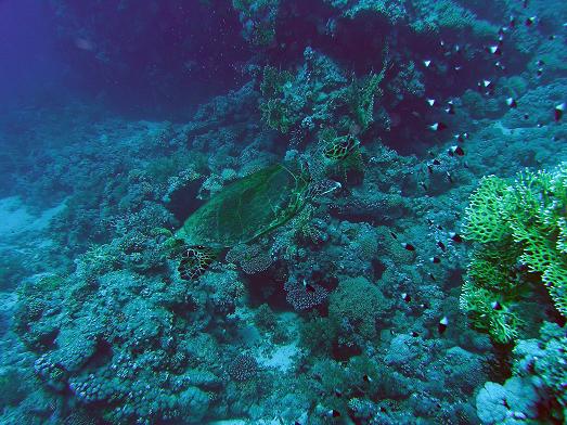 En enkelt skildpadde blev det også til.<br />Den ville desværre ikke rigtig fotograferes.<br />Yolanda reef Ras Mohammed