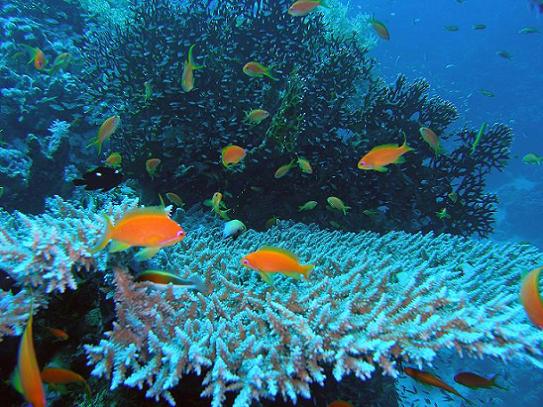 Kæmpe table Acropora, med masser af Anthias og en stor sky af glasfisk.
