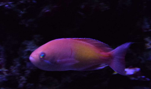 Anthias6.jpg