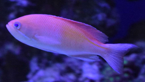 Anthias5.jpg
