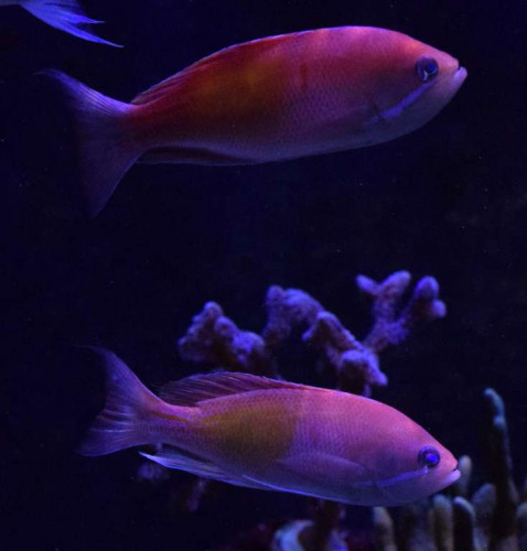 Anthias3.jpg