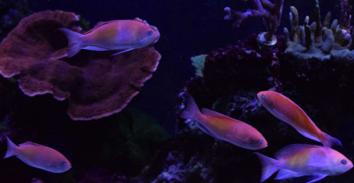 Anthias2.jpg