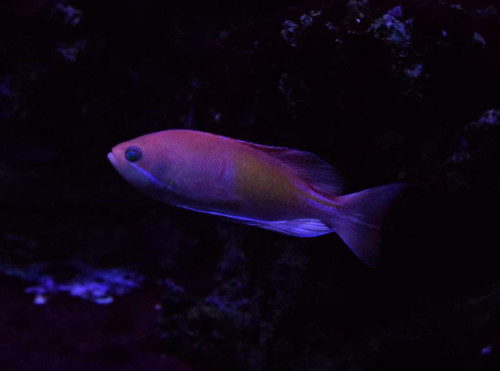 Anthias1.jpg