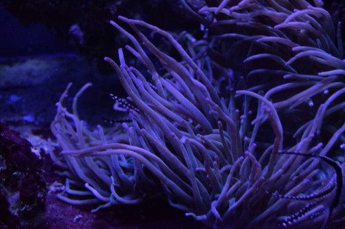 Kauderni han. Palle. i anemonen.JPG