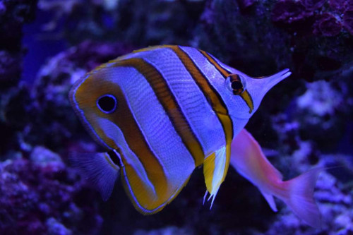 Fisk9.JPG