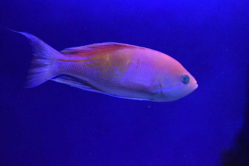 Fisk16.JPG