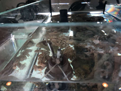 akvarie_sump5.jpg
