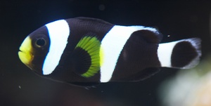 ukendt klovnfisk