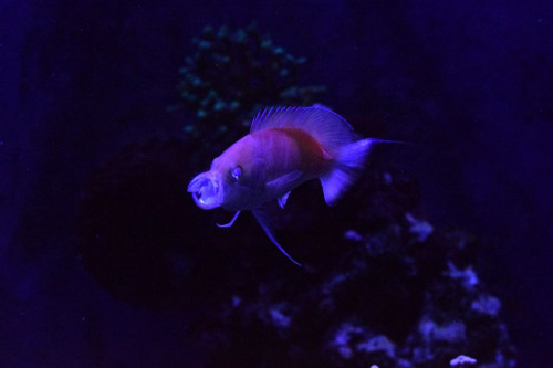 Anthias Kashiwa m stor mund2.JPG