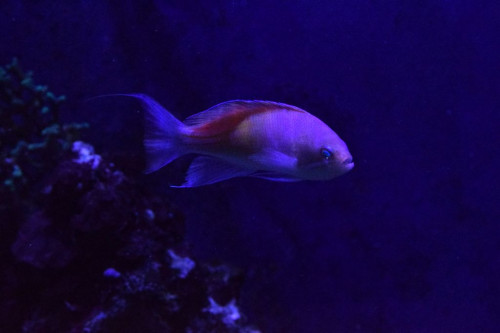 Anthias han 3.JPG