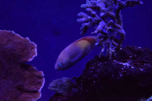 Anthias hun2.JPG