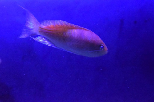 Anthias han.JPG