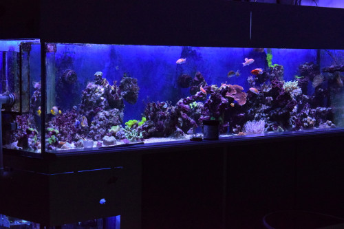 DSC_0598Fulltank.JPG
