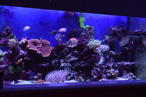 DSC_0597Fulltank.JPG