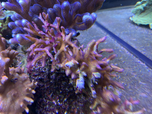 CA96567C-034E-466F-9B78-49F7DE7430BC.jpeg