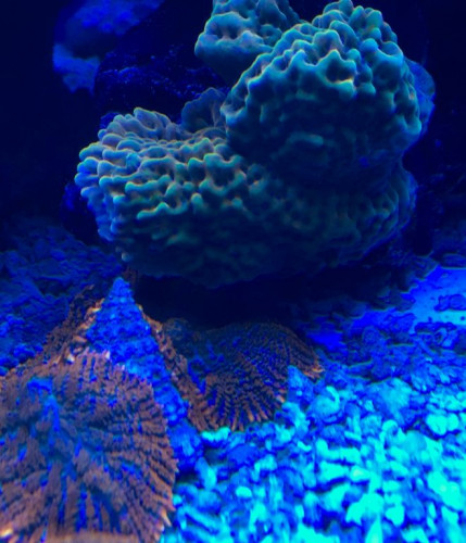 C4781171-A014-4B2E-9657-58E0185CB70F.jpeg