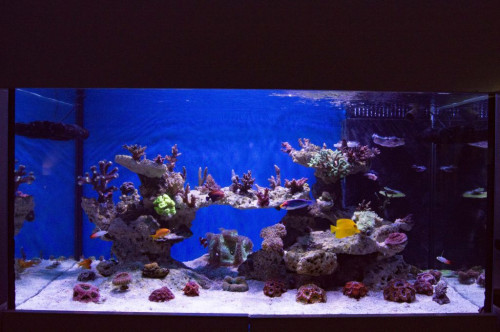 DSC_0001a.JPG