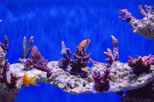 DSC_0008a.JPG