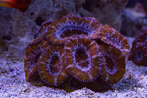 DSC_0020a.JPG
