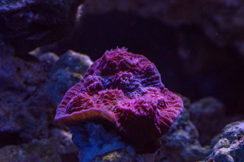 DSC_0035a.JPG