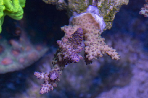 DSC_0054a.JPG