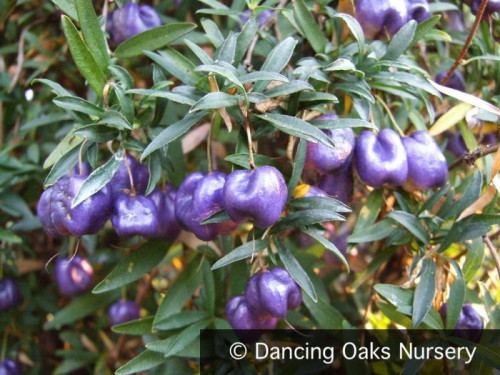 vines-billardiera-longiflora-purple-form-purple-apple-berry-1_1024x1024.jpg