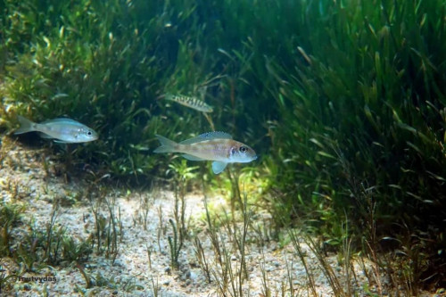 Vallisneria spiralis OG myriophyllum spicatum i forgrund