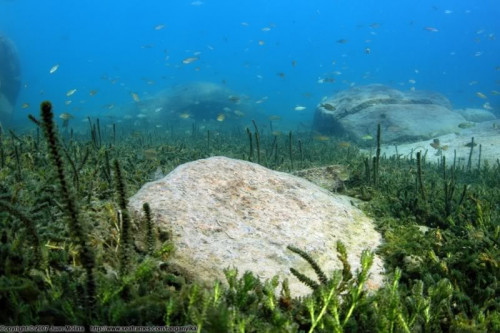 Myriophyllum spicatum