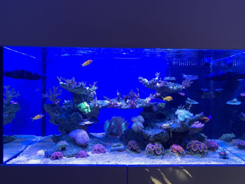 LED og 2 x 39 watt ATI BluePlus
