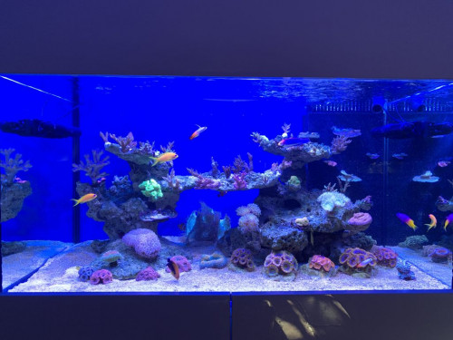 LED, 2 x 39 watt ATI BluePlus og 1 x 39 watt ATI CoralPlus