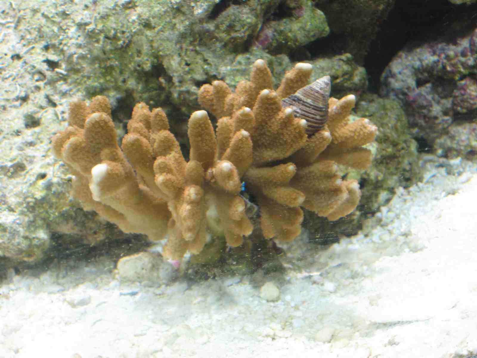 Eremit i acropora.jpg