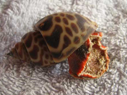 Sandsnegl 4 cm.