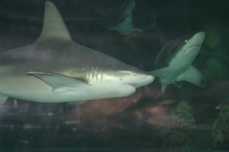 IMG_5557.JPG