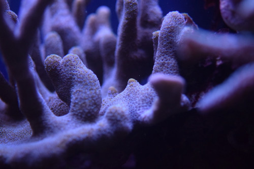 DSC_0040.JPG