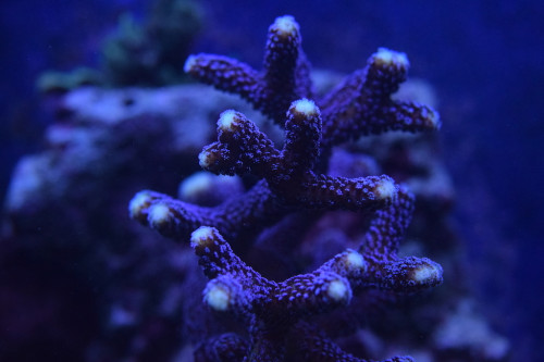 DSC_0068.JPG