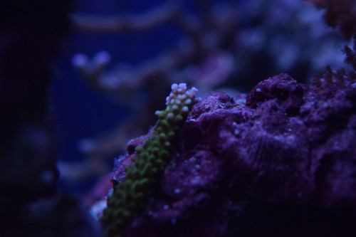 DSC_0070.JPG