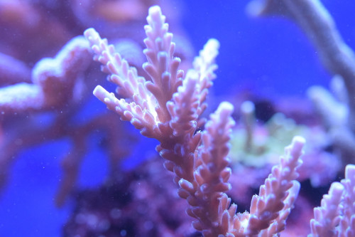 DSC_0083.JPG