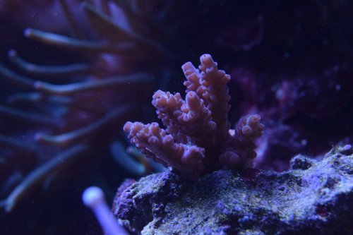 DSC_0093.JPG