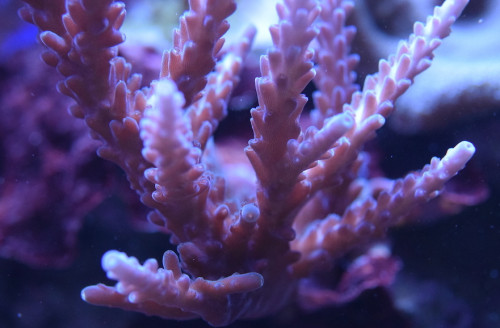 DSC_0125.JPG