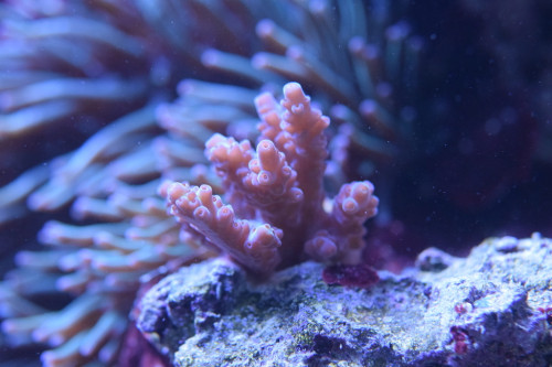 DSC_0119.JPG