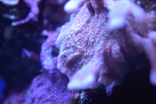 DSC_0103.JPG