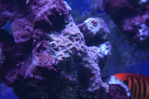 DSC_0128.JPG