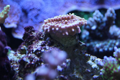 IMG_4646.JPG