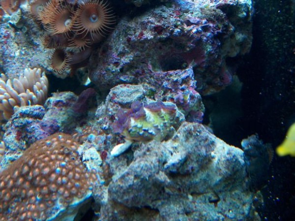 Tridacna Maxima købt ved petsupply idag