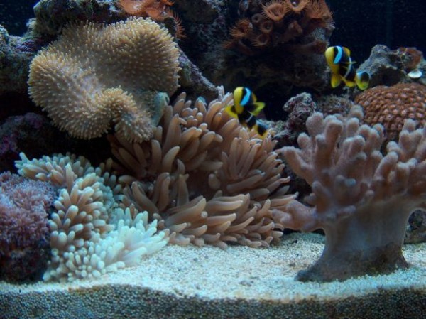 Anemoner og klovne