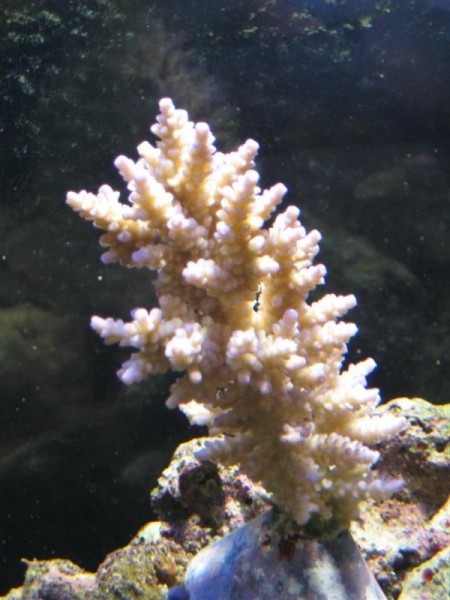 Acropora