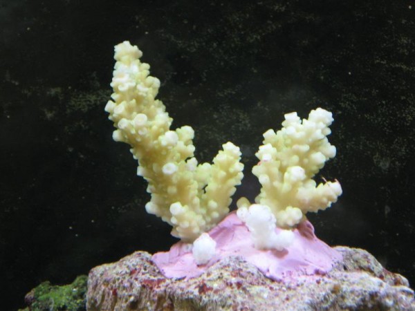 Gul Acropora