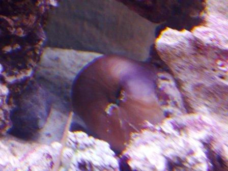 anemone.jpg