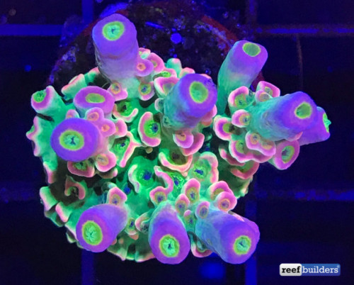 homewrecker-tenuis-acropora-2-770x619.jpg